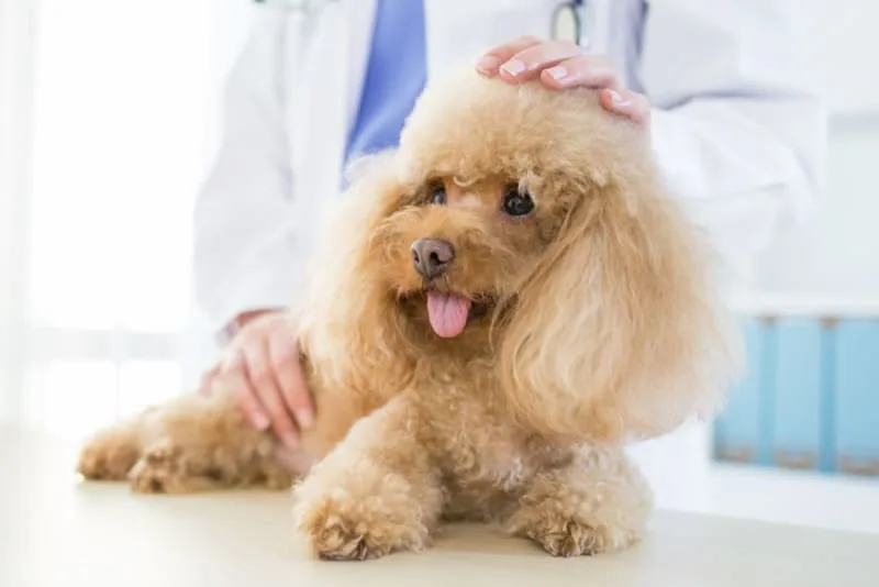 Common Health Problems in Dogs