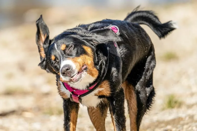 Why Won't My Dog Stop Shaking His Head: Should I Worry?
