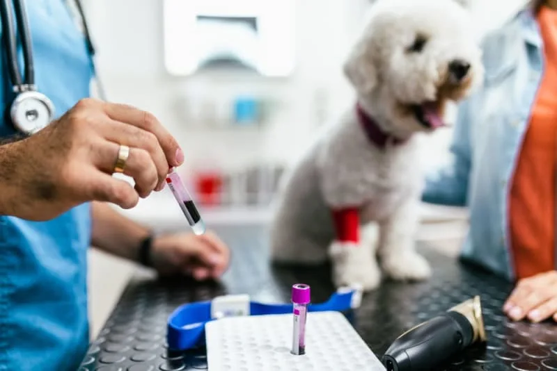 Understanding Blood Tests for Dogs