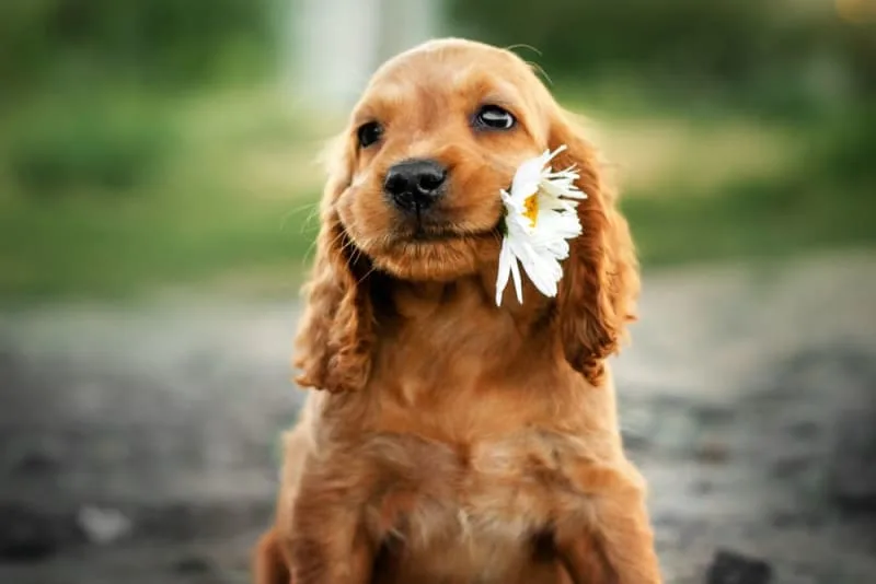 How to Raise a Puppy: Guide for the First Year
