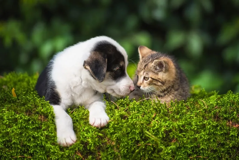 Can A Puppy & Kitten Be Raised Together?