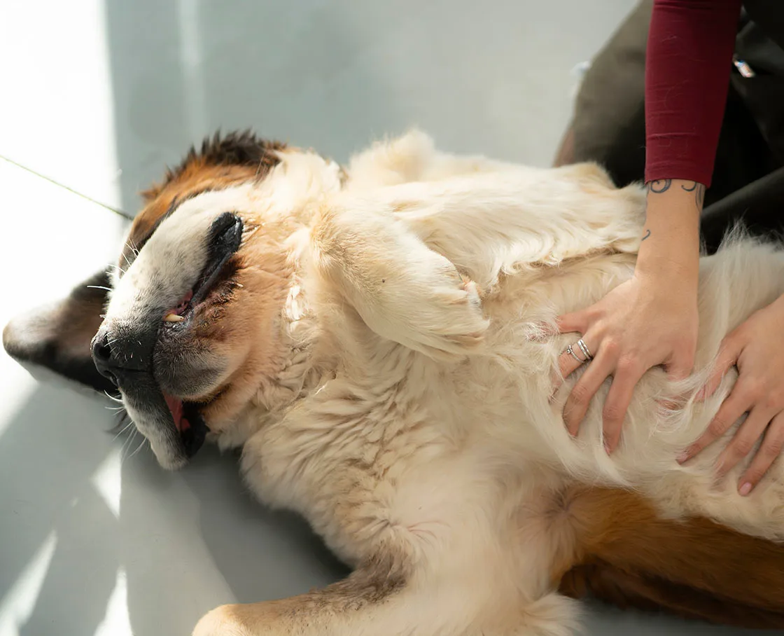 saint bernard getting belly rubs