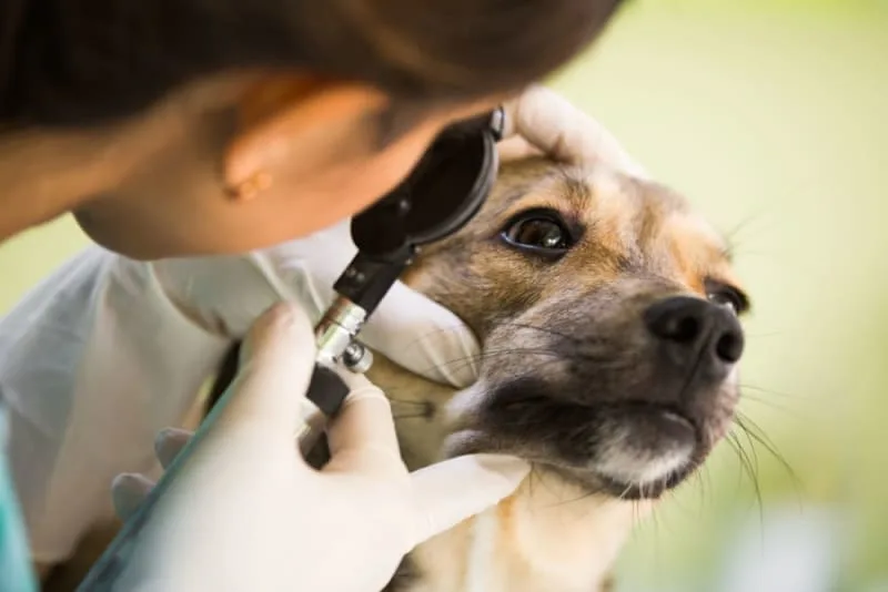Cataract Surgery for Dogs