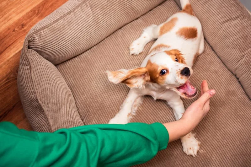 How To Stop Puppy Biting Quickly