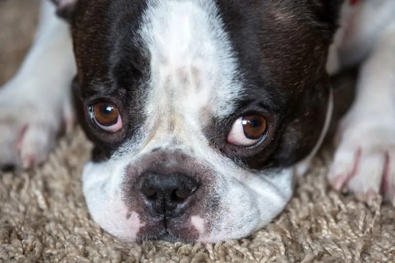 The Most Common Dog Illnesses