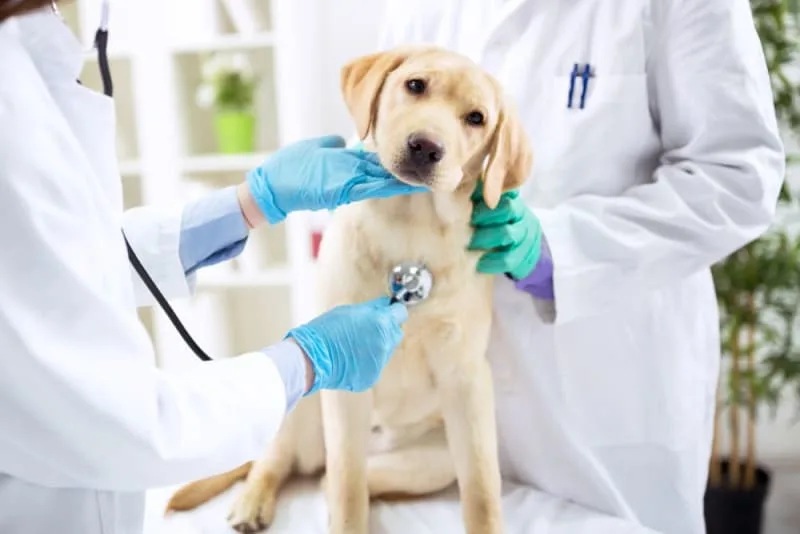 Puppy’s First Vet Visit: Checklist & What to Expect