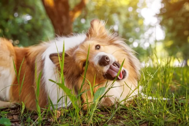 My Dog Eats Grass: Why do they do it and is it safe?