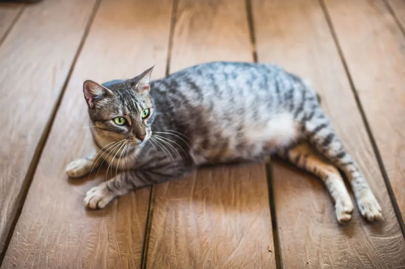How long are cats pregnant?