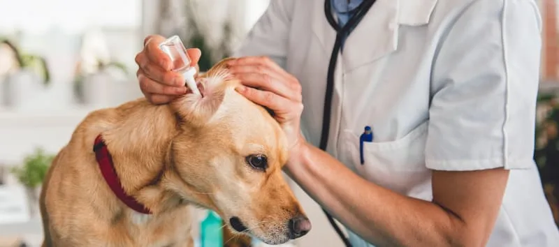 Ear Infection in Dogs