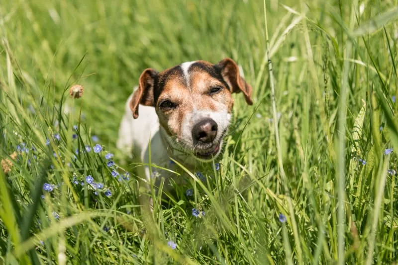 Why Does My Dog Eat Everything?