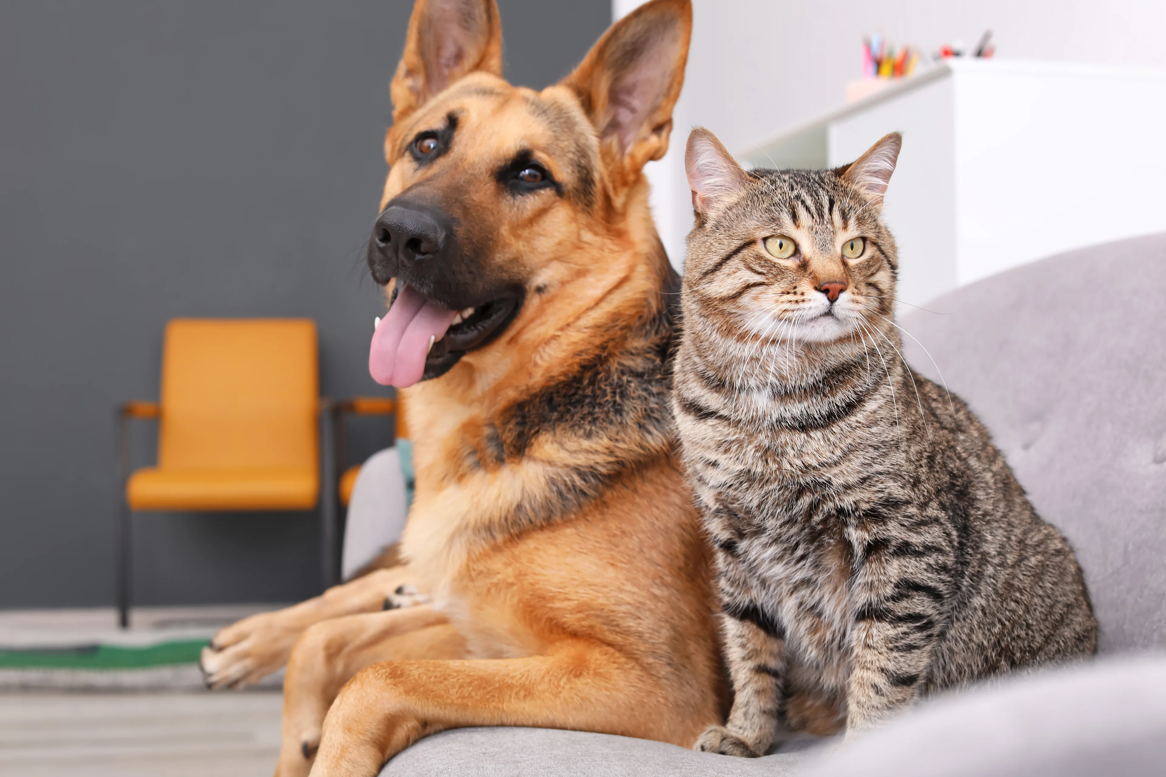 german shepherd dog and gray tabby cat sitting on a couch