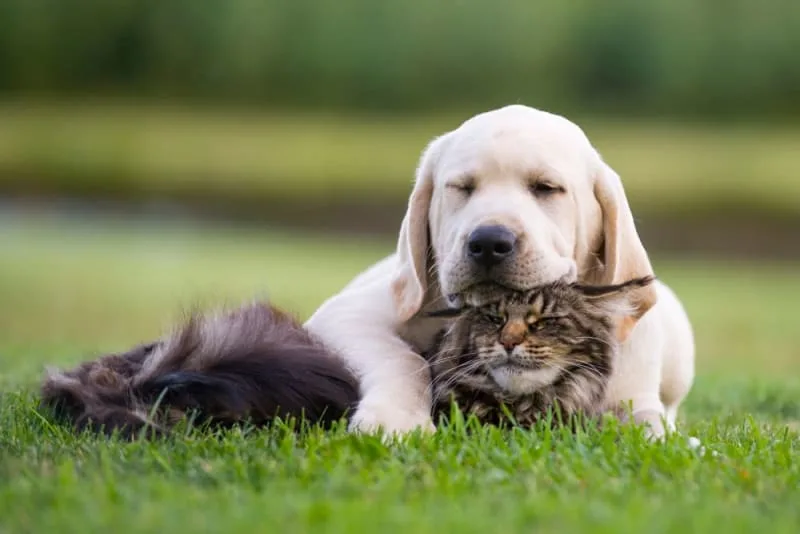 How Long Does Spaying Take?