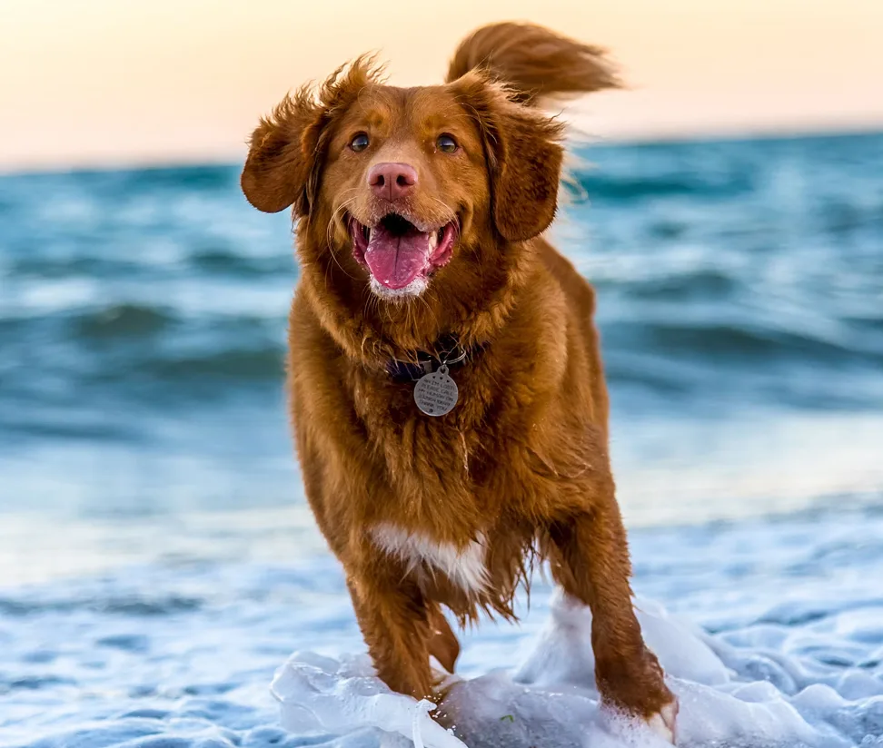 Reddish-brown retriever running through ocean waves at sunset