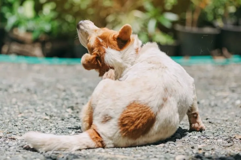 Fungal Skin Infections in Dogs