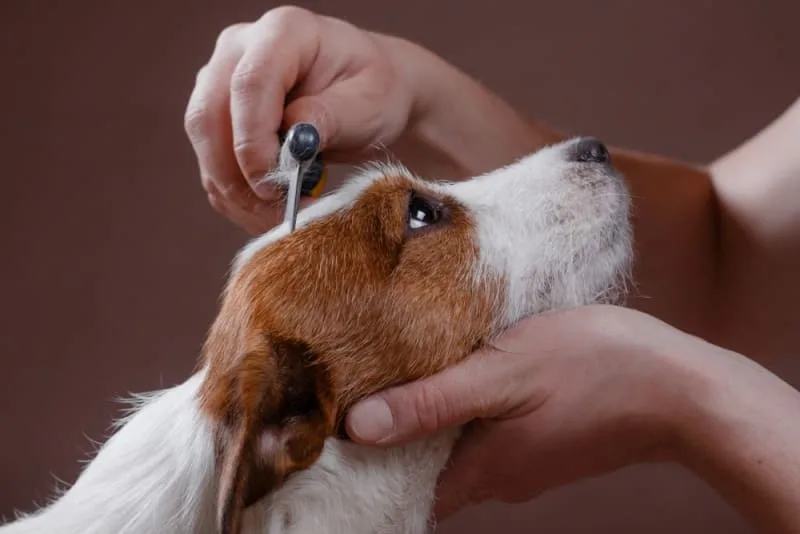 Tips On Keeping Your Dog's Coat Healthy And Shiny