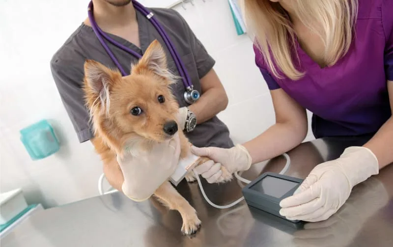 High Blood Pressure in Dogs