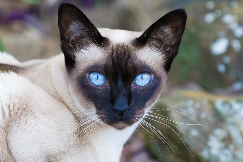 Aural Hematoma in Cats