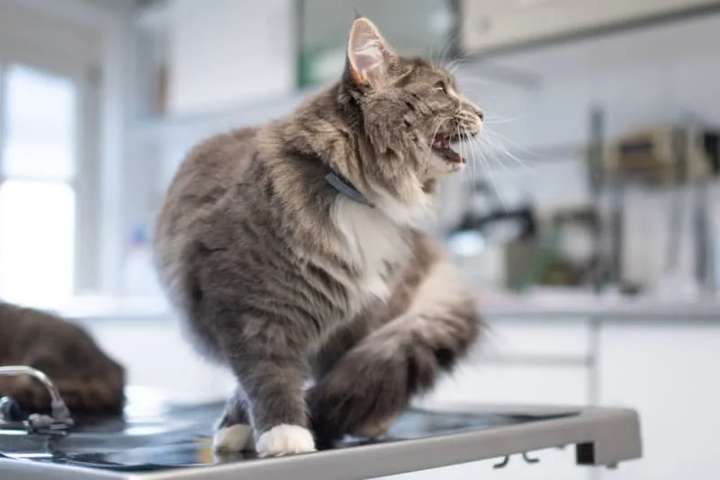 Cat Hernia Surgery