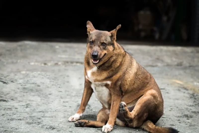 Is your dog overweight? How to Recognize and When to Act