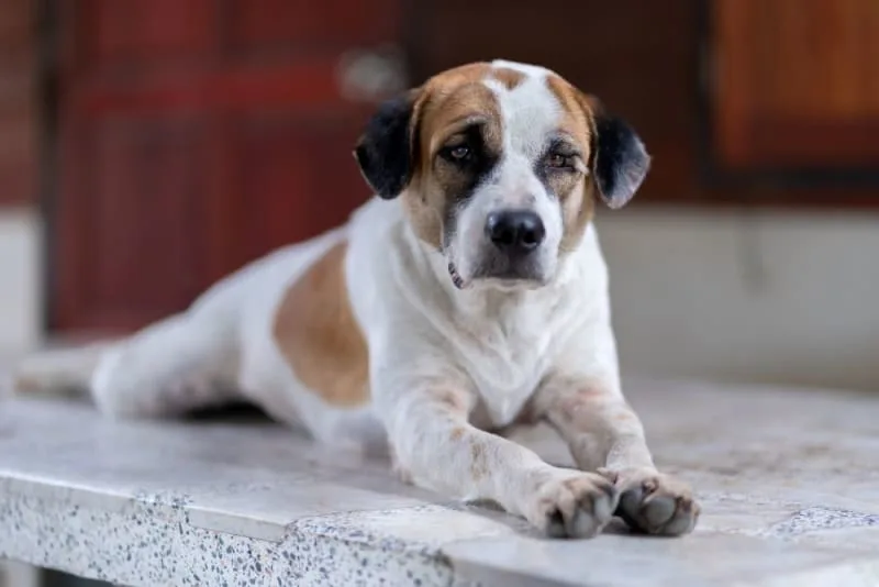 Inflammatory Bowel Disease in Dogs