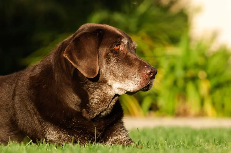 Signs & Symptoms of Joint Pain in Dogs