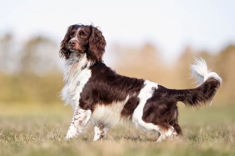 How to Get Rid of Tapeworms in Dogs