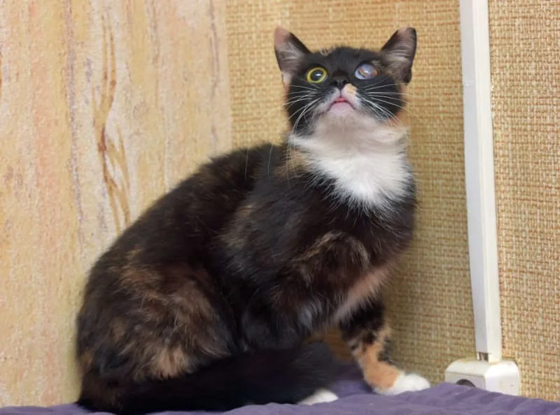 Cataracts in Cats