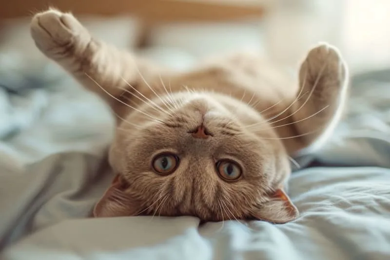 Rabies Symptoms in Cats