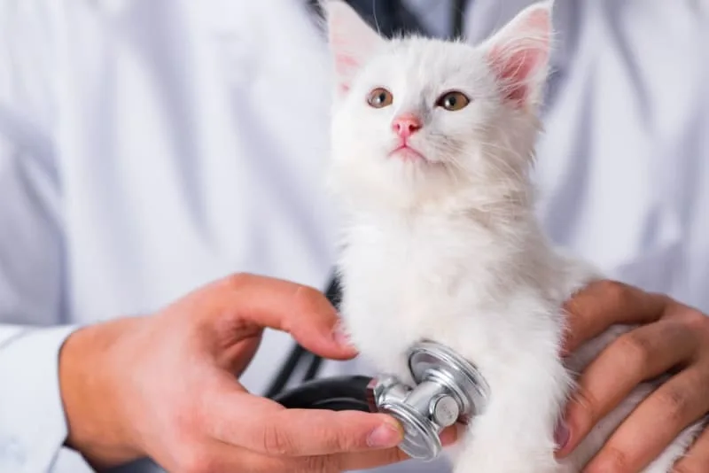 Kitten's First Vet Visit: What to Expect