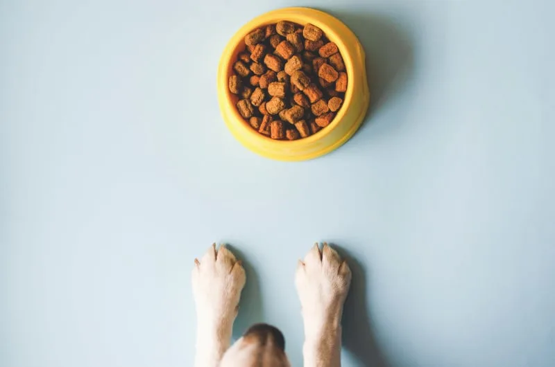 What Food Options Do I Have For My Dog With Allergies?