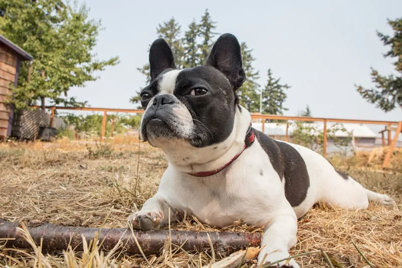 Why is my dog so itchy?