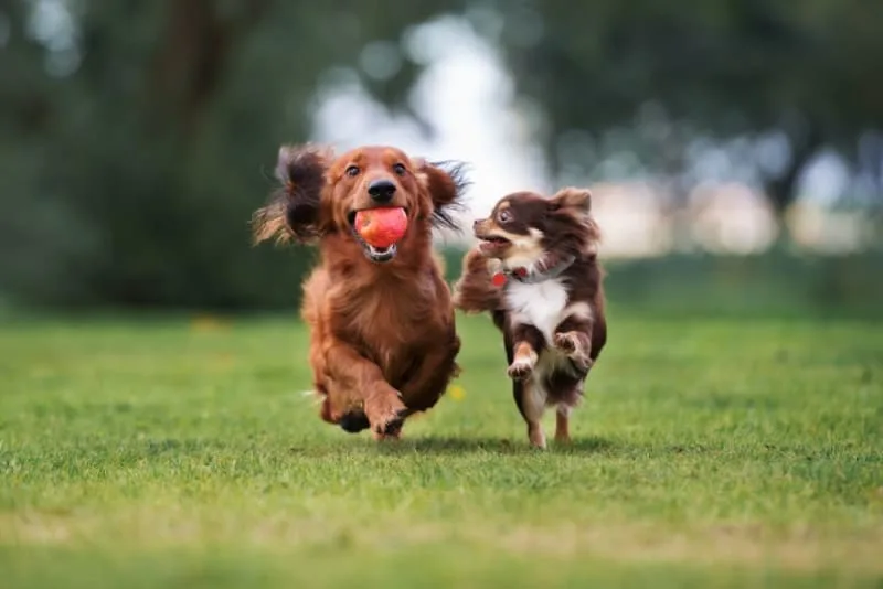 Can a vaccinated dog get rabies?