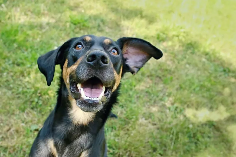 Causes of Bad Breath In Dogs