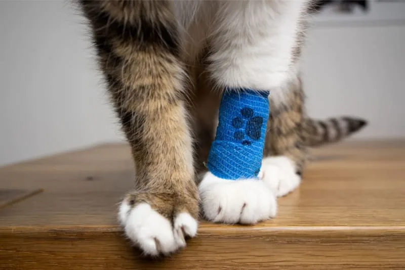 Cat Wound Care: A Guide