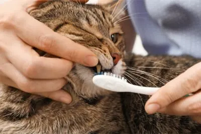 Dental Health For Cats: What Every Cat Owner Should Know