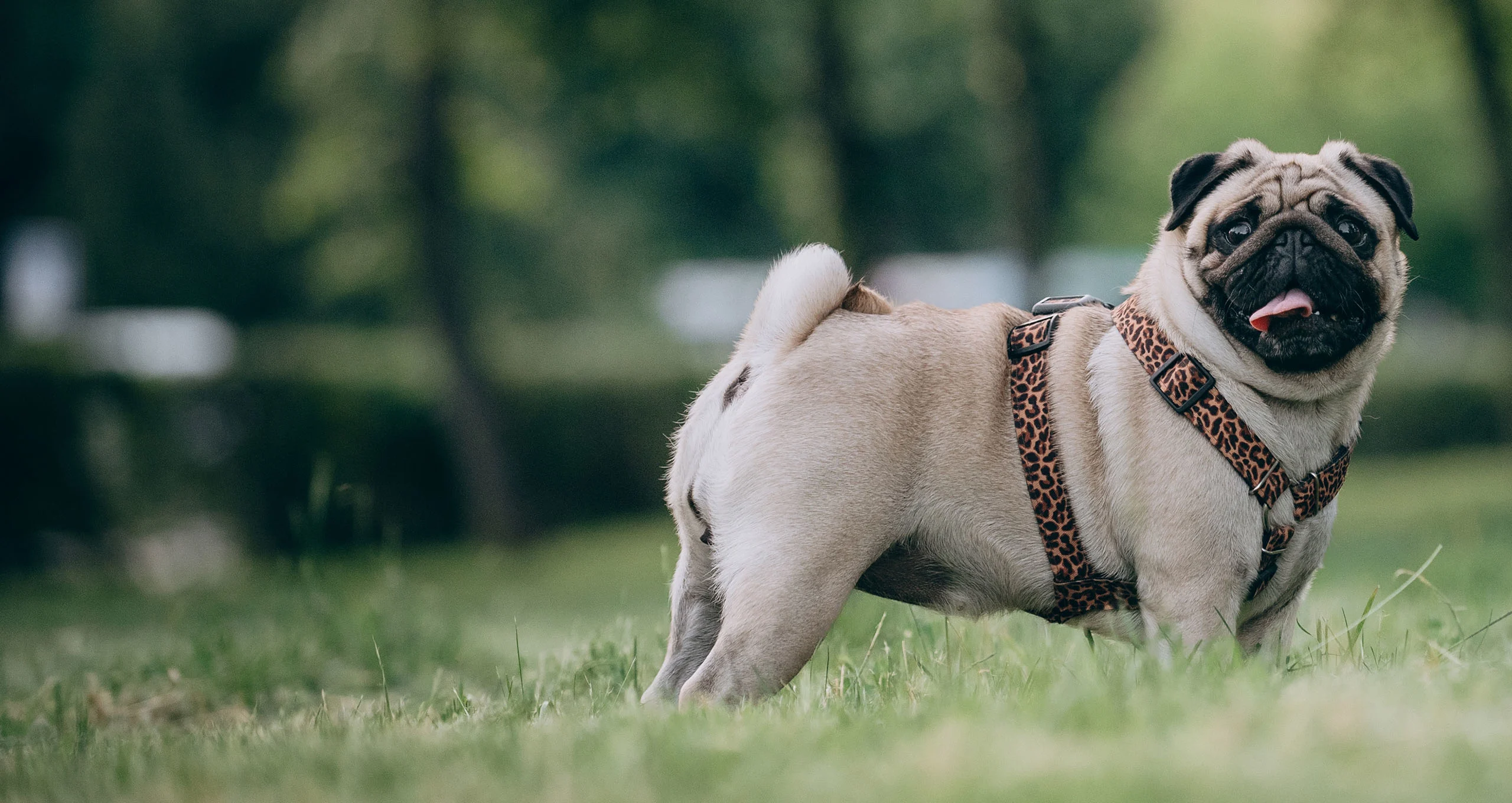 h panting pug standing out in a field with a cheetah print halter