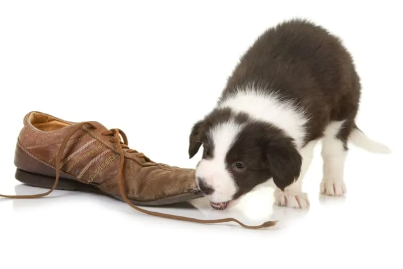 Teething Puppies: Tips & Tricks