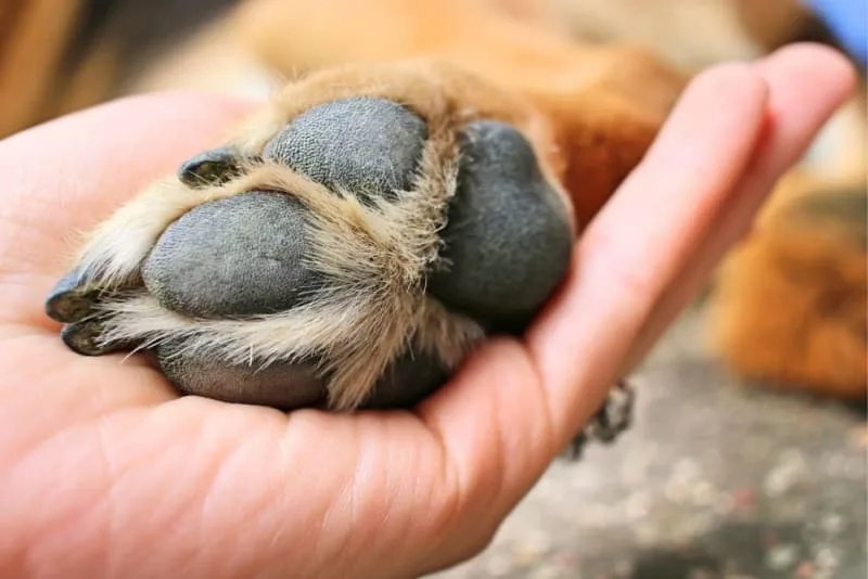 What To Do If Your Dog Has a Cut Paw Pad