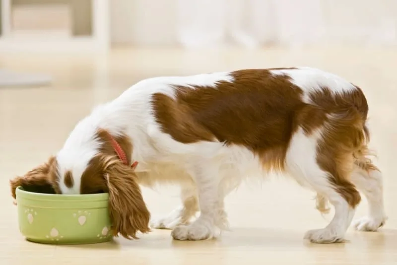 Nutrition, Skin, and Dogs - How Your Dog's Diet Affects Their Skin