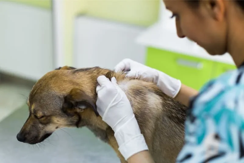 Melanoma in Dogs