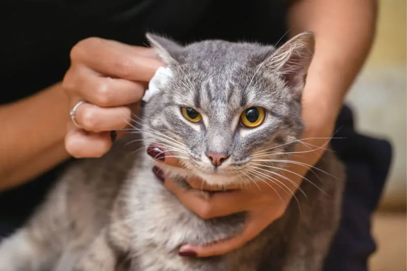 Aural/Ear Hematoma in Cat: When is Surgery Needed