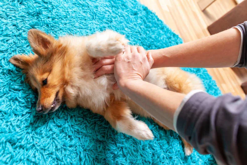 Pet First Aid Guide: How to Give Pets First Aid?