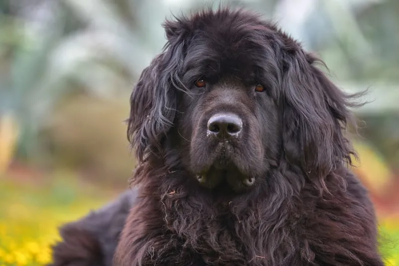 Why Parasite Prevention is Important to Your Pet's Health