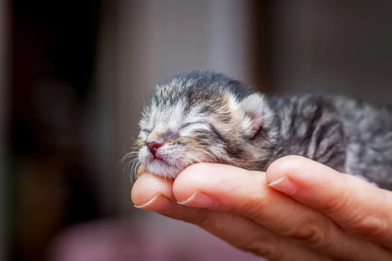 How To Tell A Kittens Age In 4 Easy Steps