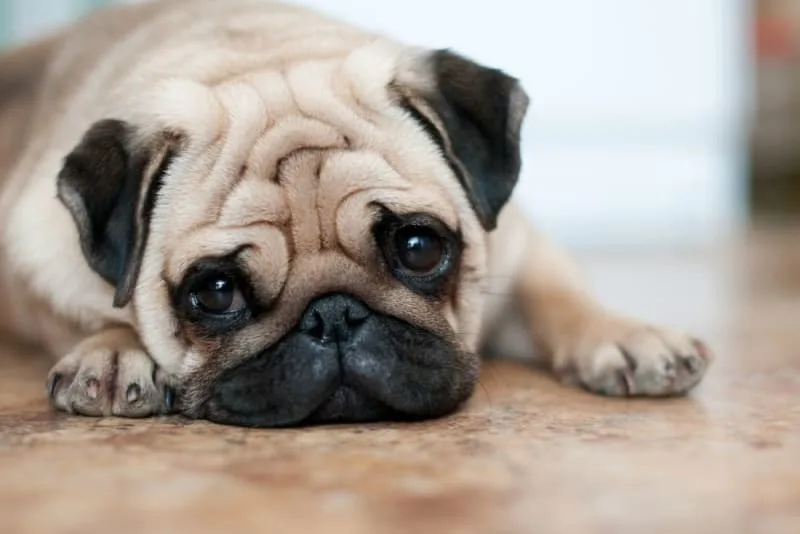 What is Whipworm in Dogs? Causes, Treatment & Prevention