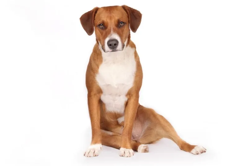 Dog Hip Dysplasia Surgery: Diagnosis & Options