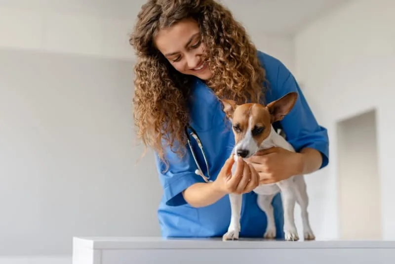 Guide on How to Get Your Dog Spayed or Neutered
