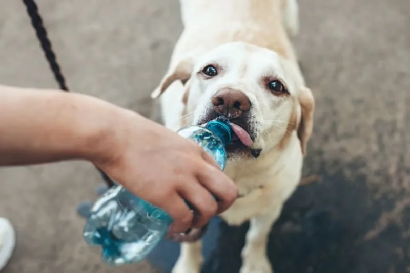 How Long Can a Dog Go Without Water?