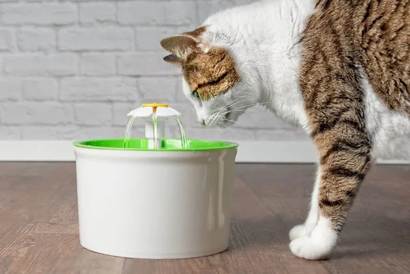 My cat won't drink water! What should I do?