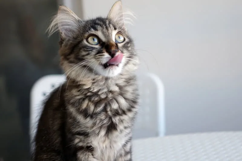 Signs & Treatment for Gingivitis in Cats